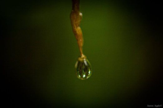 dew-drop-one